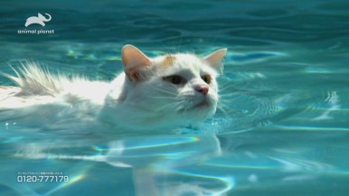 【ウィークエンド・スペシャル】
アニマルプラネット
『動物なぜなに研究室』