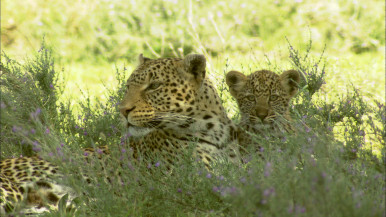 【ウィークエンド・スペシャル】
ナショナル ジオグラフィック
『対決!キラー・サファリ 野生の乱闘 2』#1 追う者 VS 追われる者